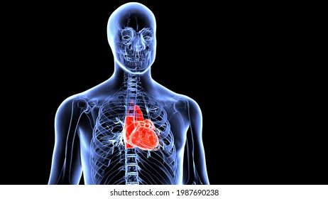 Human Heart Muscle Anatomy3d Illustration Stock Illustration 1987690238 ...