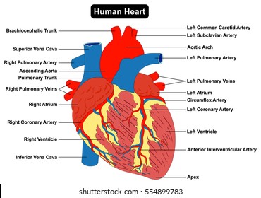 Imagenes Fotos De Stock Y Vectores Sobre Heart Disease
