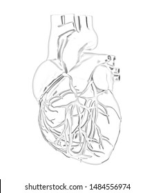 3d drawing of human heart