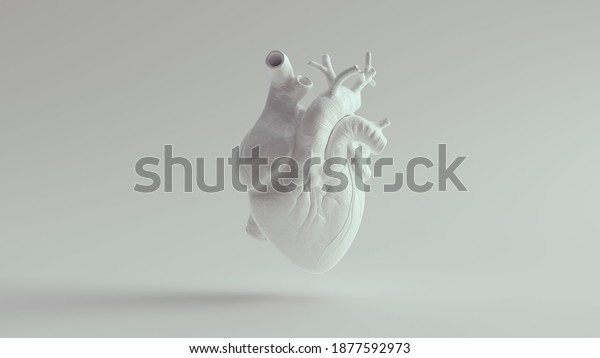 Human Heart Pure White Anatomical Model 3d\
illustration\
render