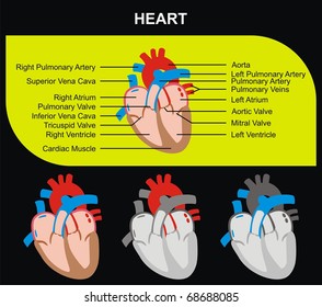 Human Heart Section Parts (Aorta, Right & Left Atrium & Ventricle, Pulmonary Artery, Tricuspid Aortic Mitral Valves, Cardiac Muscle, Superior & Inferior Vena Cava) Medical & Educational Use