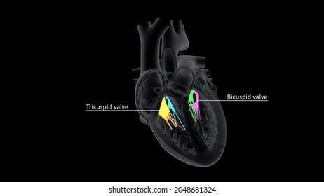 Human Heart Tricuspid Valve Anatomy 3d Illustration