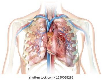 Human heart with vessels and cut rib cage with lungs. On white background. 3d rendering.