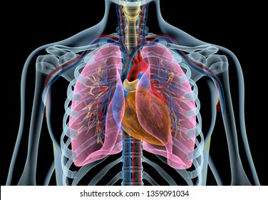 Human heart with vessels, lungs, bronchial tree and cut rib cage. X-ray effect on black background. 3d rendering.