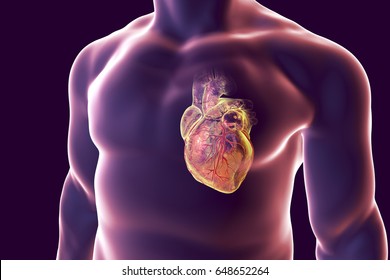 Human Heart With Heart Vessles Inside Human Body, 3D Illustration