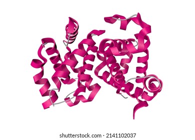 Human Hemoglobin Nitric Oxide Adduct. Ribbons Diagram In Secondary Structure Colors Based On Protein Data Bank Entry 4n8t. Scientific Background. 3d Illustration