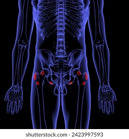 human hip bone connective tissue anatomy medical 3d illustration
