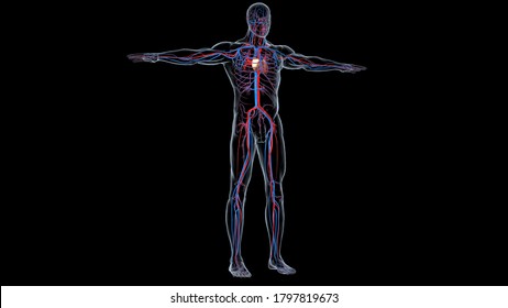 Human Internal Circulatory System Anatomy and physiology.3D illustratoin