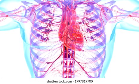 Human Internal Circulatory System Anatomy And Physiology.3D Illustratoin