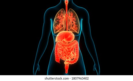 Human Internal Complete Organs Anatomy. 3D