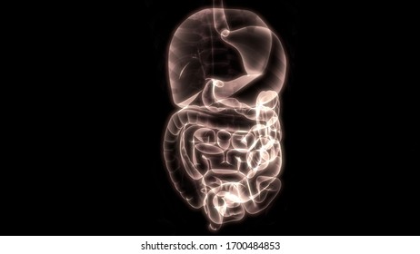 腸 イラスト の画像 写真素材 ベクター画像 Shutterstock