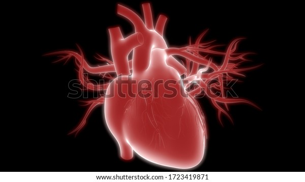 Human Internal Organ of Heart with Circulatory\
System Anatomy X-ray 3D\
rendering