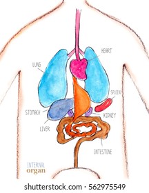 Human Internal Organ, Heart, Lung, Liver, Kidney, Spleen, Intestine, Stomach, Watercolor Style.