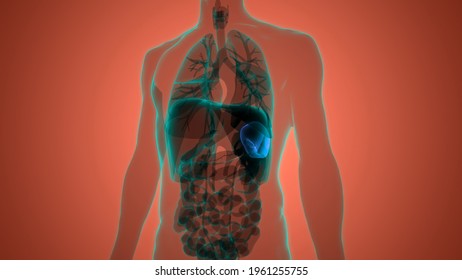 Human Internal Organ Spleen Anatomy. 3D