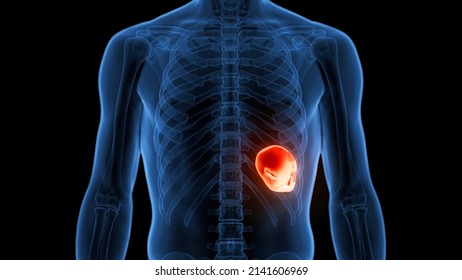 Human Internal Organ Spleen Anatomy. 3D