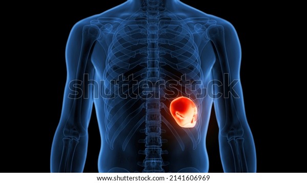 Human Internal Organ Spleen Anatomy 3d Stock Illustration 2141606969 ...