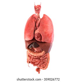 Human Digestive System Lungs 3d Rendering Stock Illustration 1332952847 ...