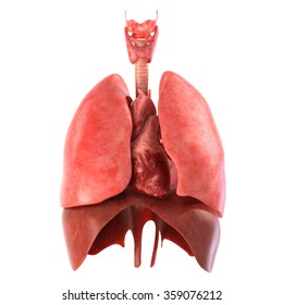 Human internal organs. Anatomically accurate render.