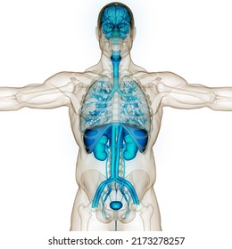 Human Internal Organs Anatomy. 3D