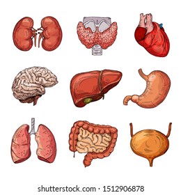 Human Internal Organs Cartoon Brain Heart Stock Illustration 1512906878 ...