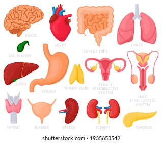 Human internal organs. Cartoon human organs, heart, liver, stomach, lungs, uterus, brain and reproductive system. Internal organs  illustration set