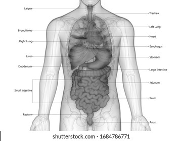 Male Body Structure And Organs - Mid Section Illustration Of Liver In Male Body Silhouette Detailed Structure Stock Photo 236859218