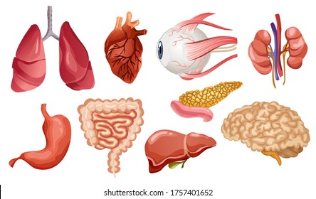 Human internal organs flat icons. Big collection in cartoon style. Set of vital organs brain, heart, liver, spleen, kidneys, eye, pancreas