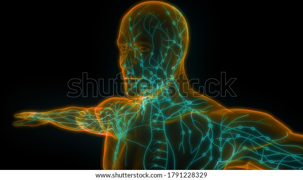 Human Internal\
system Lymph Nodes Anatomy.\
3D