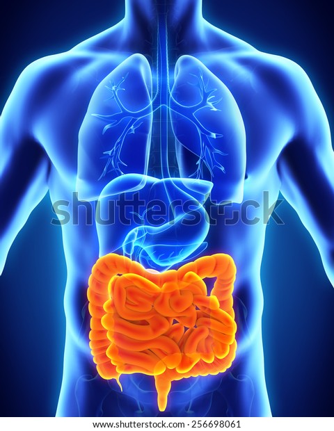 Human Intestine\
Anatomy