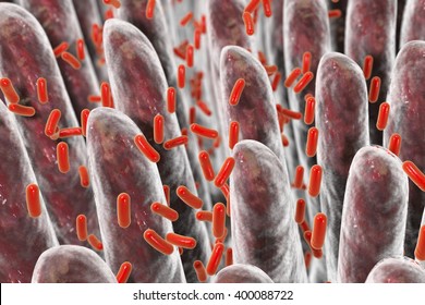 Human Intestine With Intestinal Bacteria, 3D Illustration