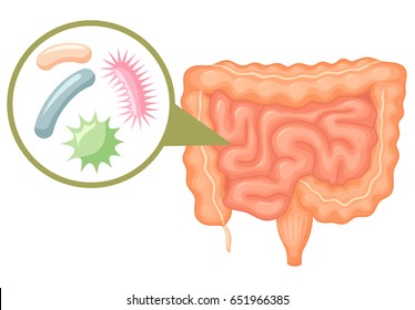 Human Intestine Microflora. Digestive Tract Or Alimentary Canal Showing Bacteria, Germs Or Virus Cells. Gut Flora Encouraged By Pro Biotic Products And Foods