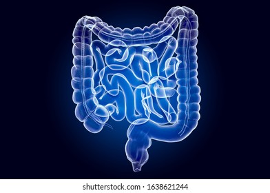 Human Intestines, X-ray Hologram. 3D Rendering On Dark Blue Background 