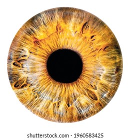 Human Iris Pupil Yellow, Brown, Isolated