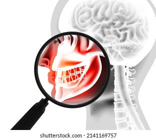 Human Jaw Bone With Teeth. 3d Illustration