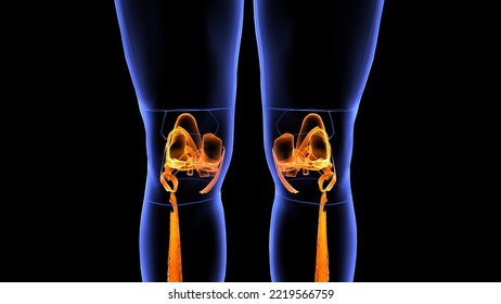 Human Joints Ligaments System Strong Ligaments Tough,elastic Bands Of Connective Tissue Surround The Joint To Give Support And Limit The Joint's Movement. Ligaments Connect Bones Together. Tendons.3d 