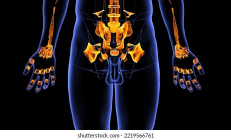 Human Joints Ligaments System Strong Ligaments Tough,elastic Bands Of Connective Tissue Surround The Joint To Give Support And Limit The Joint's Movement. Ligaments Connect Bones Together. Tendons.3d 