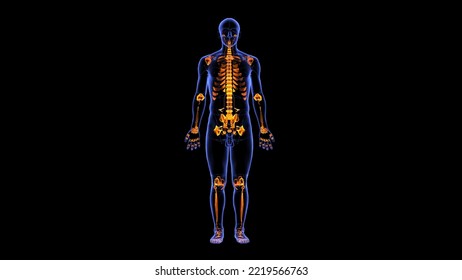 Human Joints Ligaments System Strong Ligaments Tough,elastic Bands Of Connective Tissue Surround The Joint To Give Support And Limit The Joint's Movement. Ligaments Connect Bones Together. Tendons.3d 