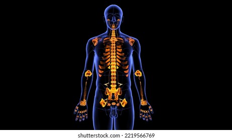 Human Joints Ligaments System Strong Ligaments Tough,elastic Bands Of Connective Tissue Surround The Joint To Give Support And Limit The Joint's Movement. Ligaments Connect Bones Together. Tendons.3d 