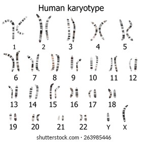 Human karyotype illustration