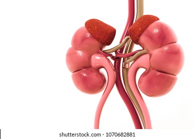 Human Kidney 3d Render