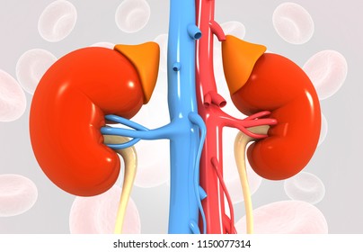 Human Kidney Anatomy 3d Render Stock Illustration 1150077314 | Shutterstock