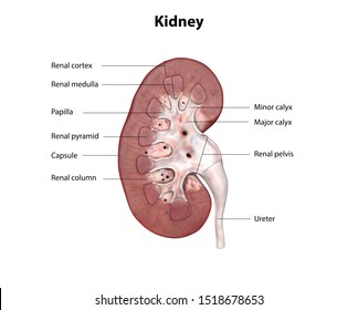 Human Kidney Anatomy Cross Section 3d Stock Illustration 1518678653 ...