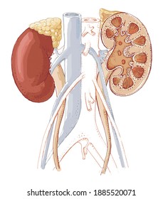 Human Kidney Anatomy - Detailed Colored Illustration - Human Organ Drawing- Endocrine System