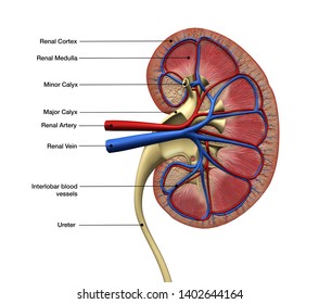 Human Kidney Anatomy Labeled Side View Stock Illustration 1402644164 ...