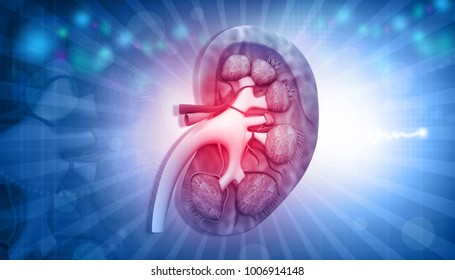 Human kidney anatomy on abstract background. 3d illustration	