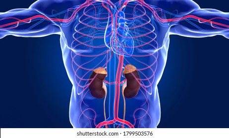 Human Kidney Anatomy The renal cortex, renal medulla, and renal pelvis are the three main internal regions found in a kidney. Nephrons, masses of tiny tubules,blood vessels in the renal cortex.3D
