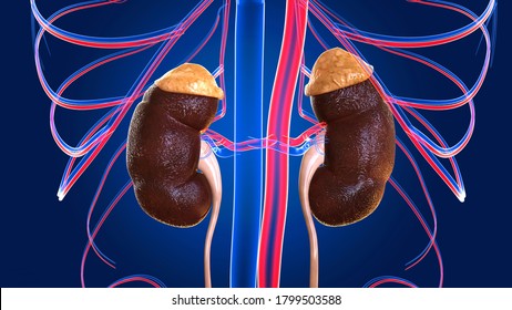 Human Kidney Anatomy The Renal Cortex, Renal Medulla, And Renal Pelvis Are The Three Main Internal Regions Found In A Kidney. Nephrons, Masses Of Tiny Tubules,blood Vessels In The Renal Cortex.3D