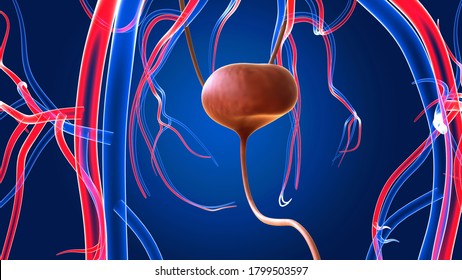 Human Kidney Anatomy The Renal Cortex, Renal Medulla, And Renal Pelvis Are The Three Main Internal Regions Found In A Kidney. Nephrons, Masses Of Tiny Tubules,blood Vessels In The Renal Cortex.3D