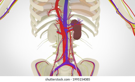 Human Kidney Anatomy The Renal Cortex, Renal Medulla, Renal Pelvis Are The Three Main Internal Regions Found In A Kidney. Ureters Nephrons, Of Tiny Tubules,blood Vessels In The Renal Cortex.3D