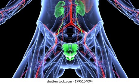 Human Kidney Anatomy The Renal Cortex, Renal Medulla, Renal Pelvis Are The Three Main Internal Regions Found In A Kidney. Ureters Nephrons, Of Tiny Tubules,blood Vessels In The Renal Cortex.3D